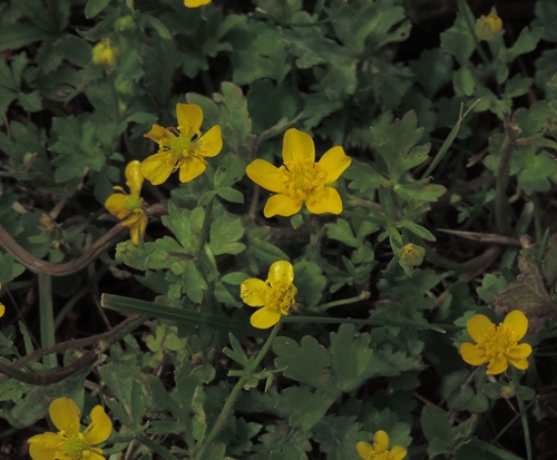 Ranunculus cfr. repens